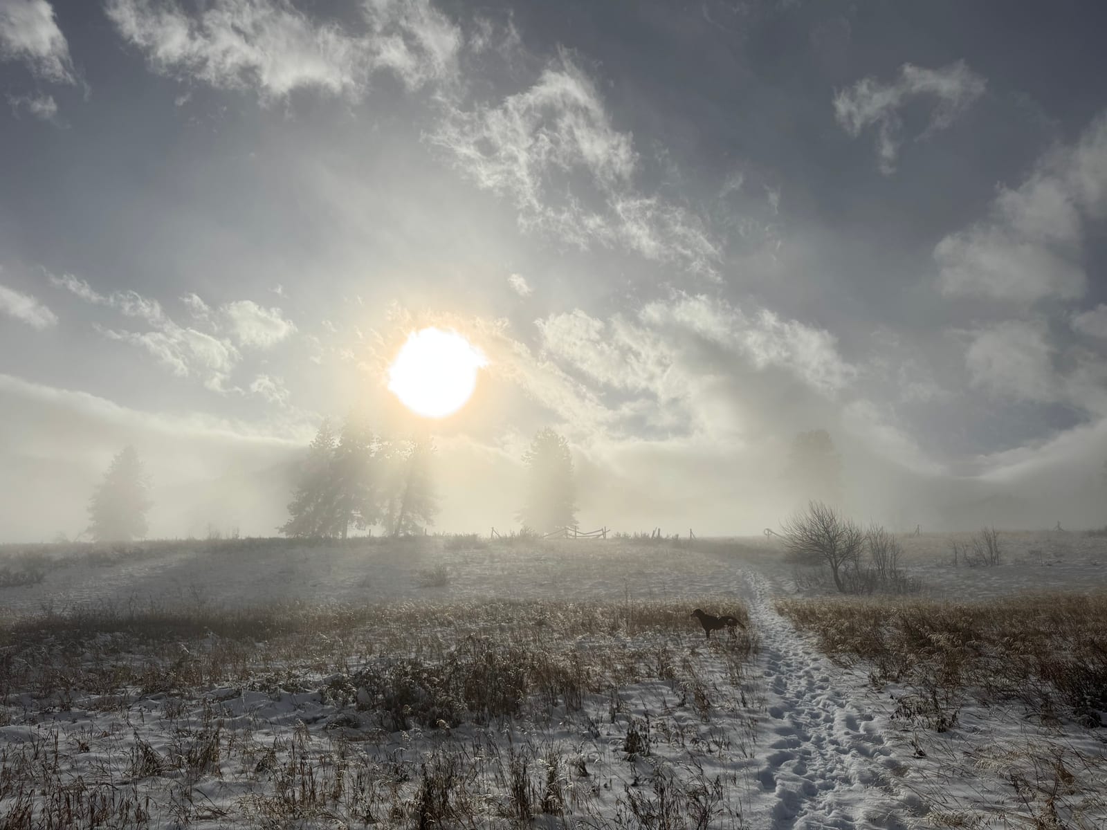 Winter sun over a snowy field